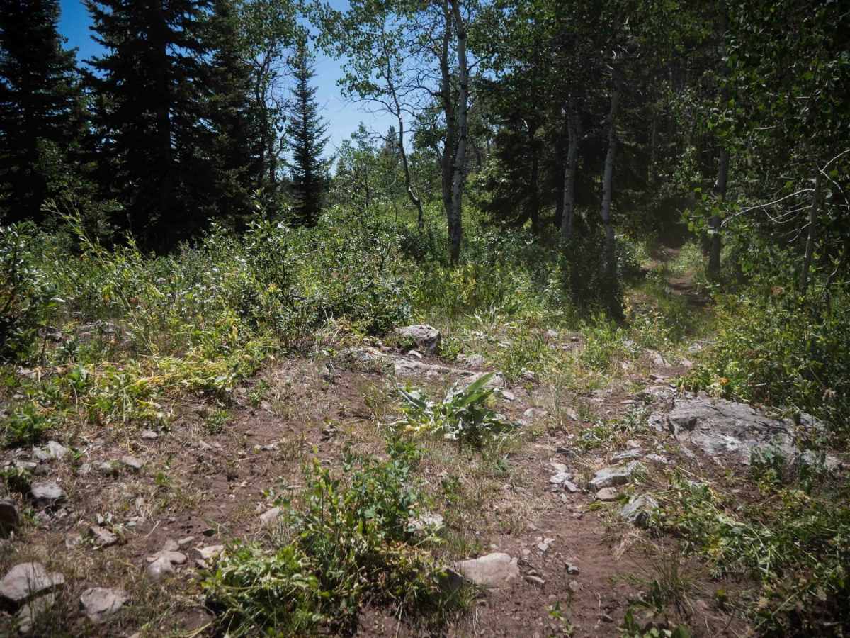 Burchertt Spring #5236  photo 2