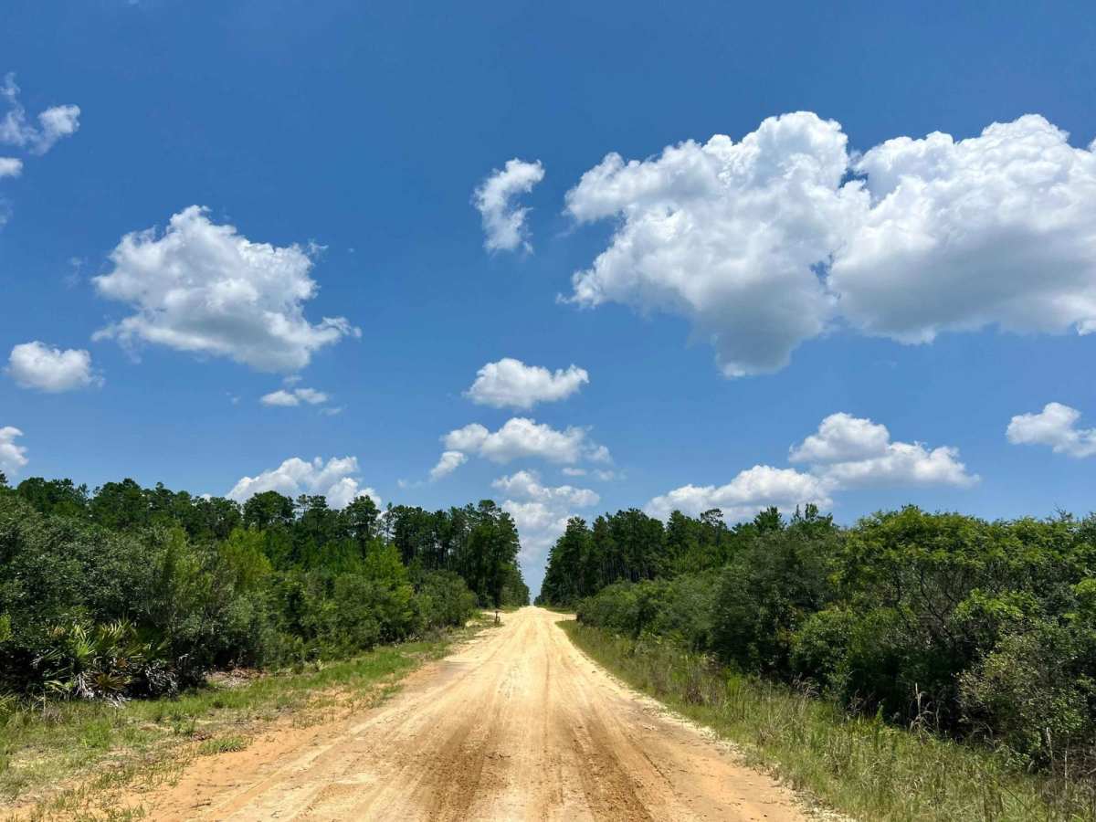 Ocala National Forest | Trail 33 photo 4