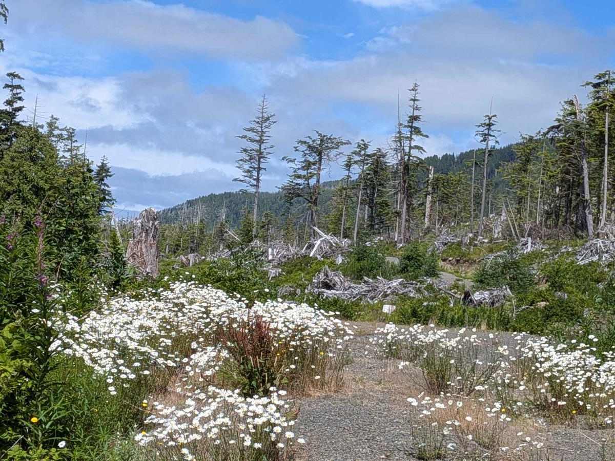 Hecht Wildflower Ridge Spur trail photo