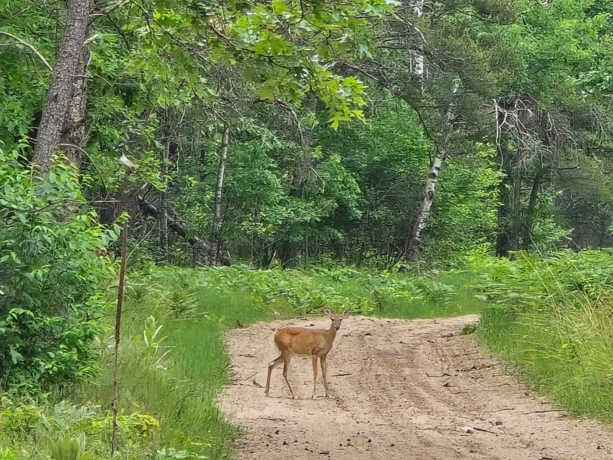 Hougton Creek Trail trail photo
