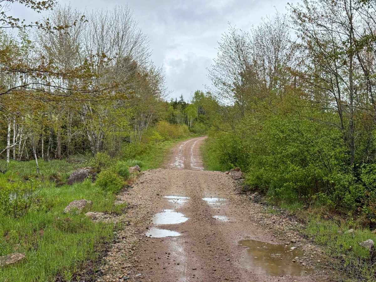 Sweet Road photo 4