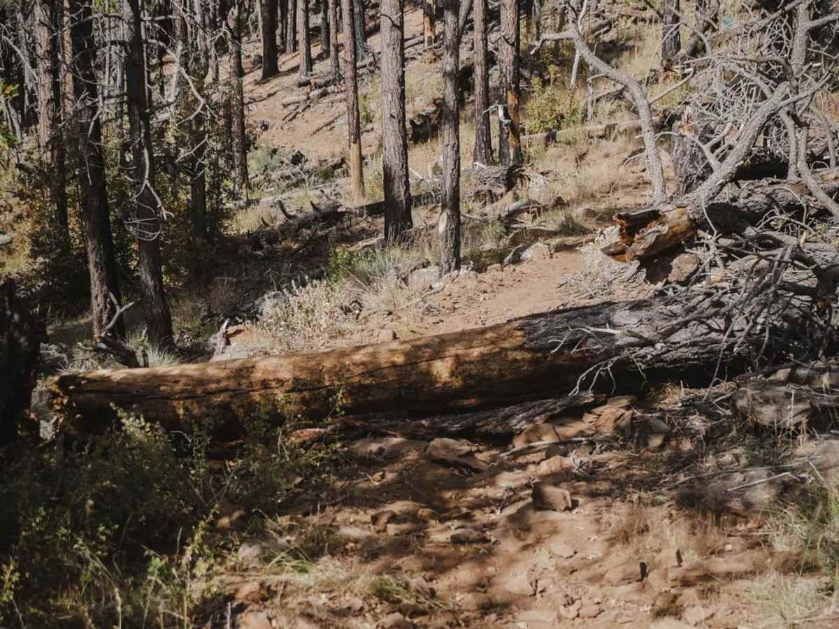 Rock Rut photo 3