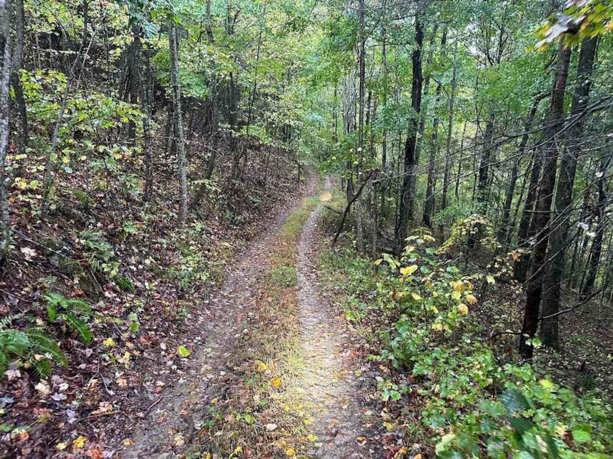 5 Green trail photo