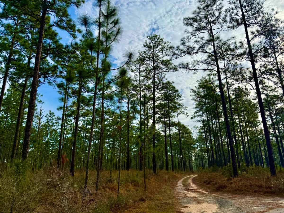 Sandbar Camp trail photo
