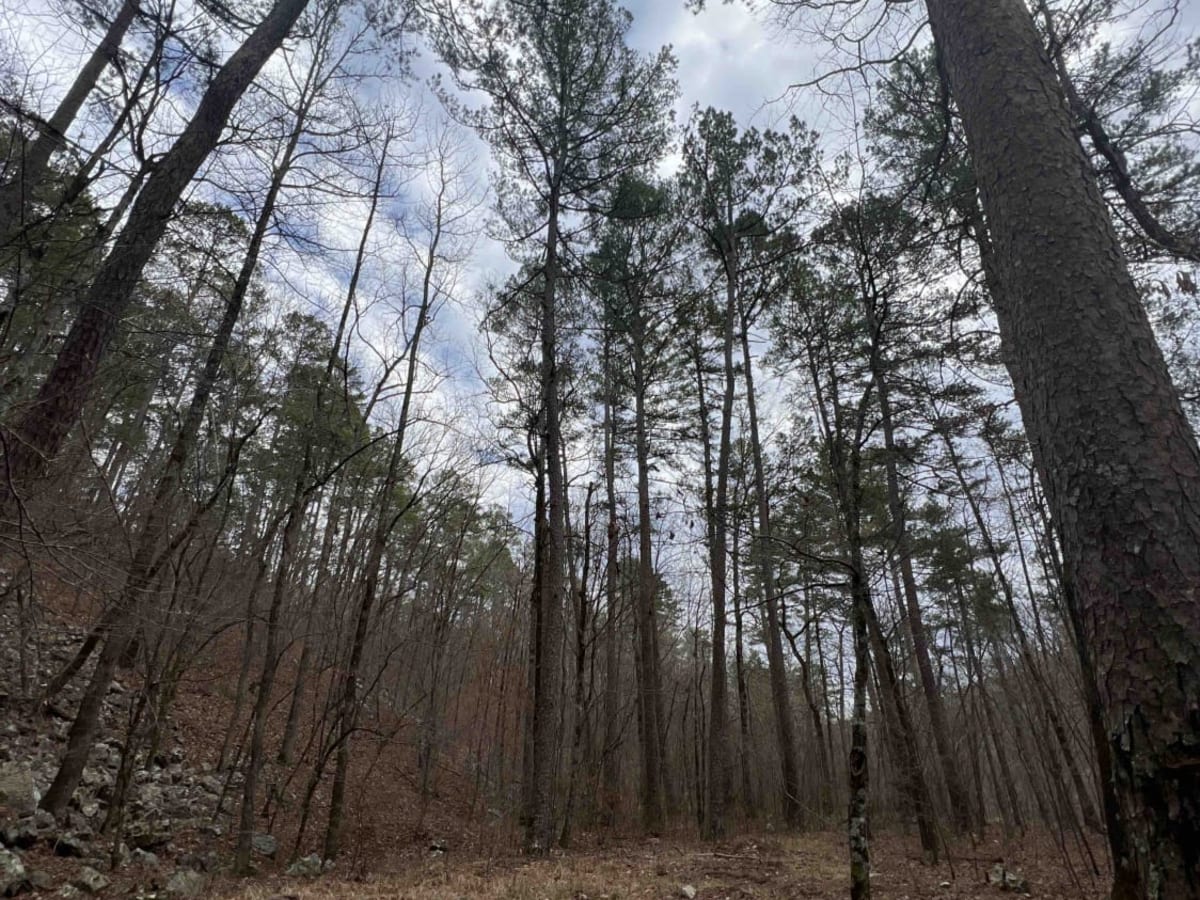 Prater Road 225 photo 3