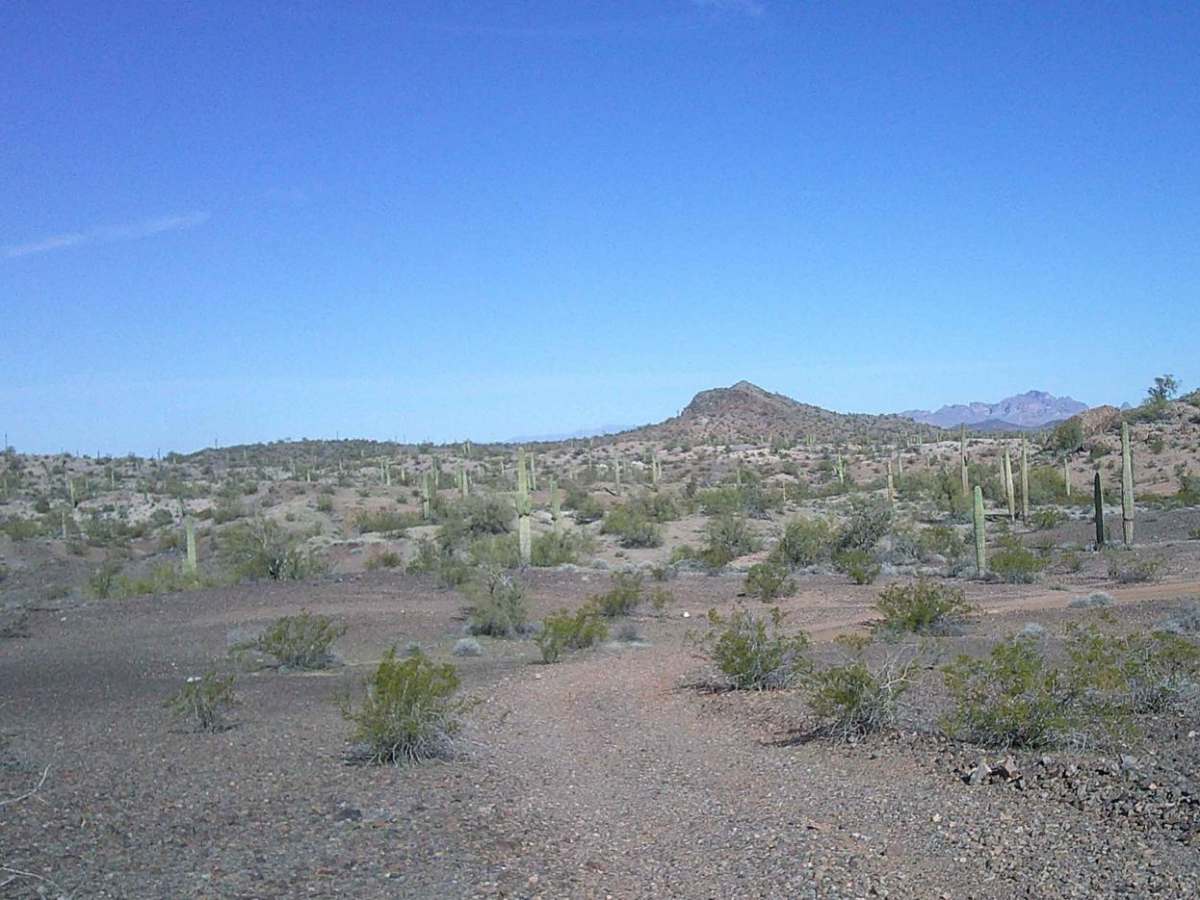 Cactus Road photo 3