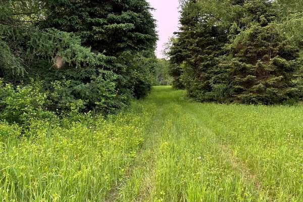 Michaud Woods