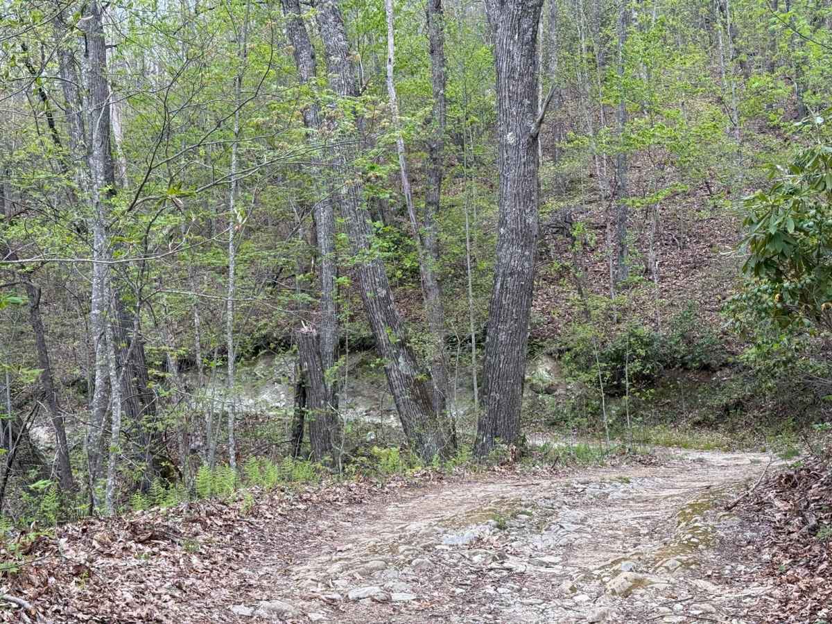 Alfred Woodie Lane photo 5