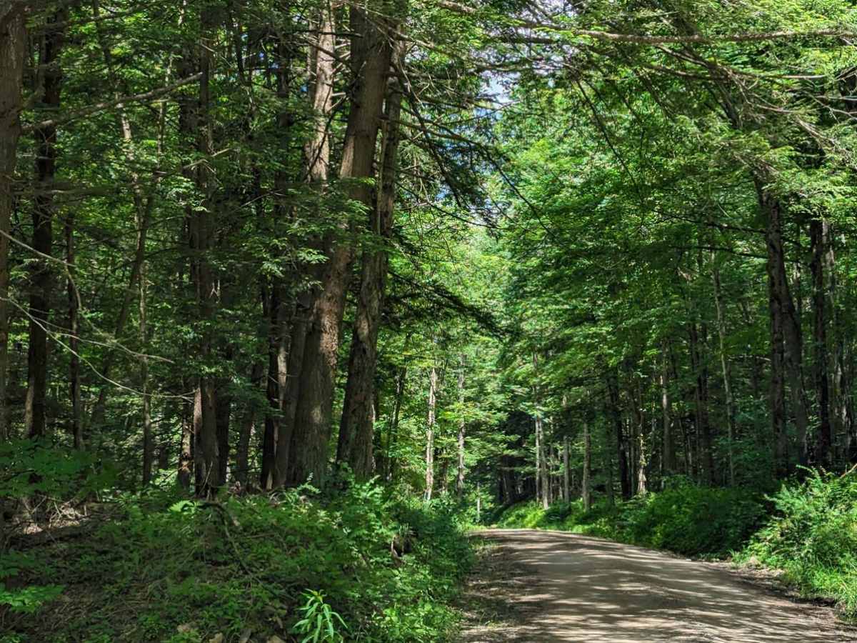 Mineral Spring Road photo 3