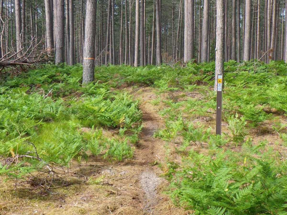 Brevort-Trout Lake Motorcycle Trail East photo 6