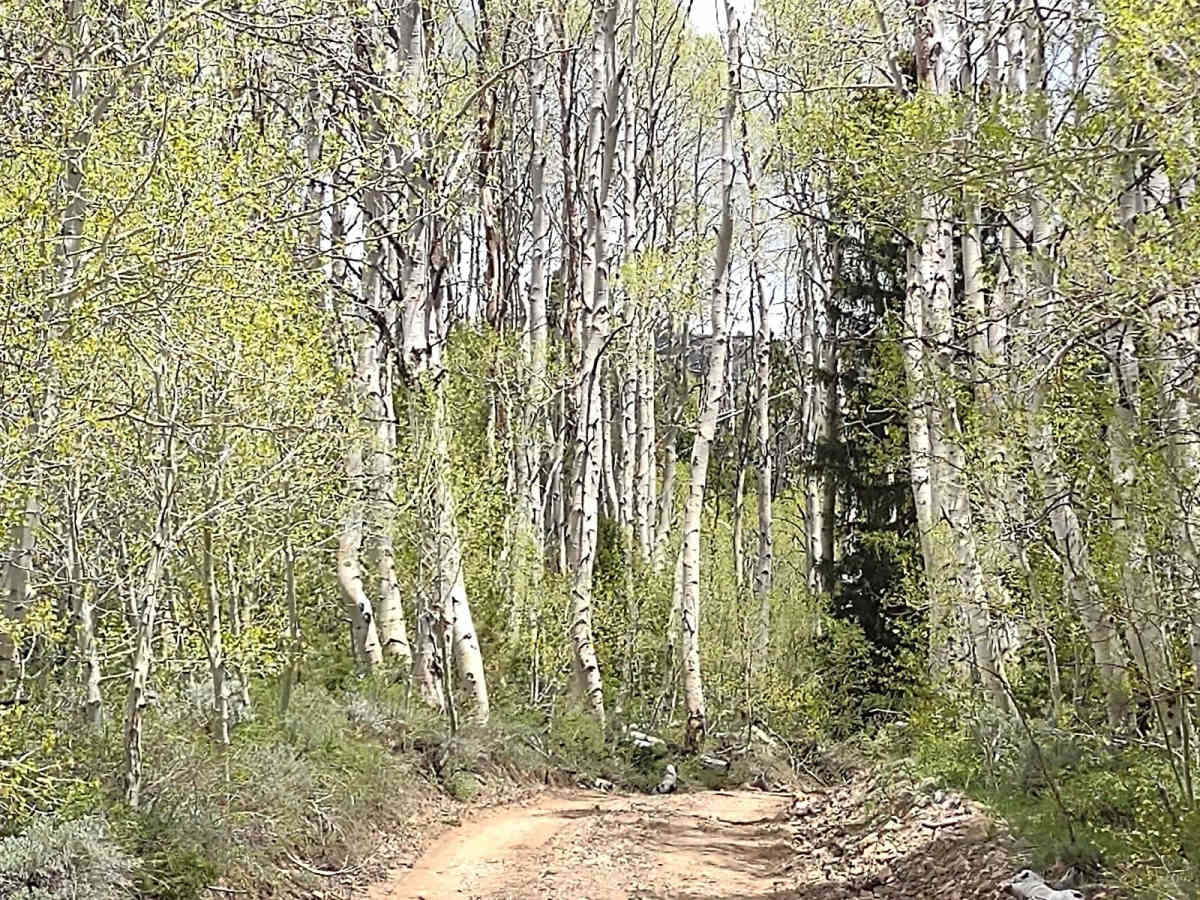 Aspen Grove Extravaganza photo 3