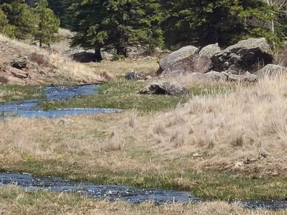 Forest Service Road 112 photo 3
