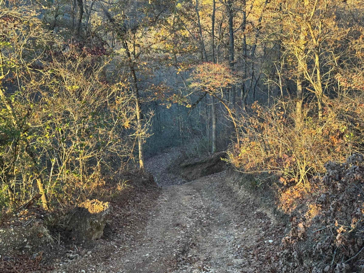 Green 155 photo 2