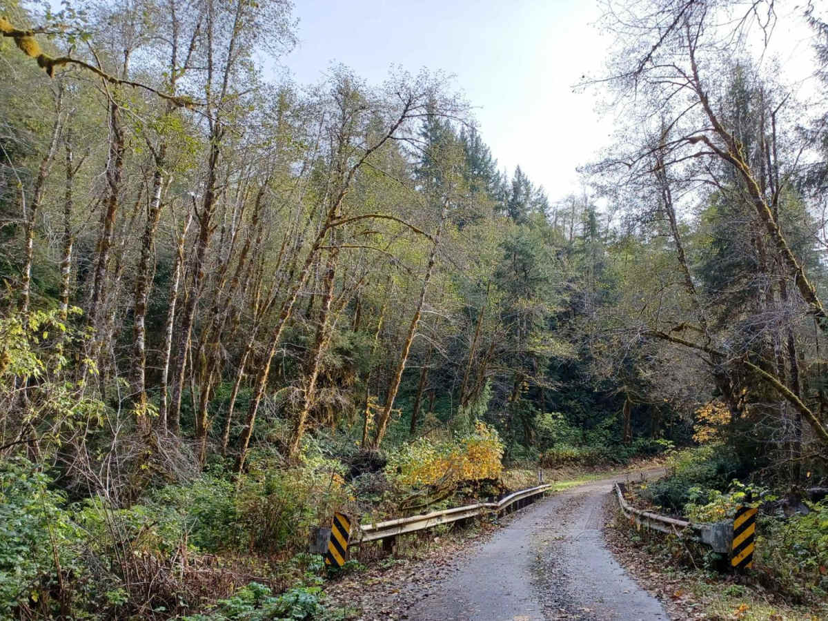 Sourgrass Ridge trail photo