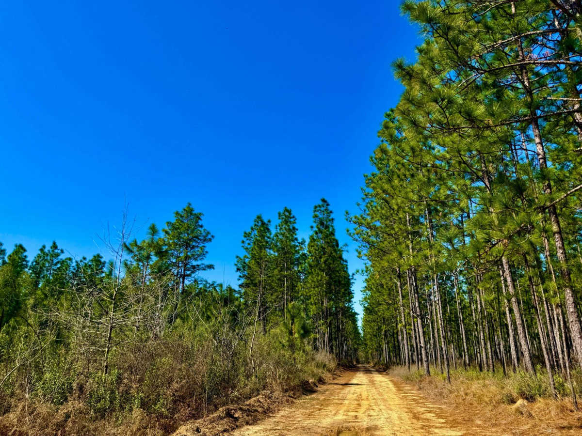 Florida State R53 photo 6