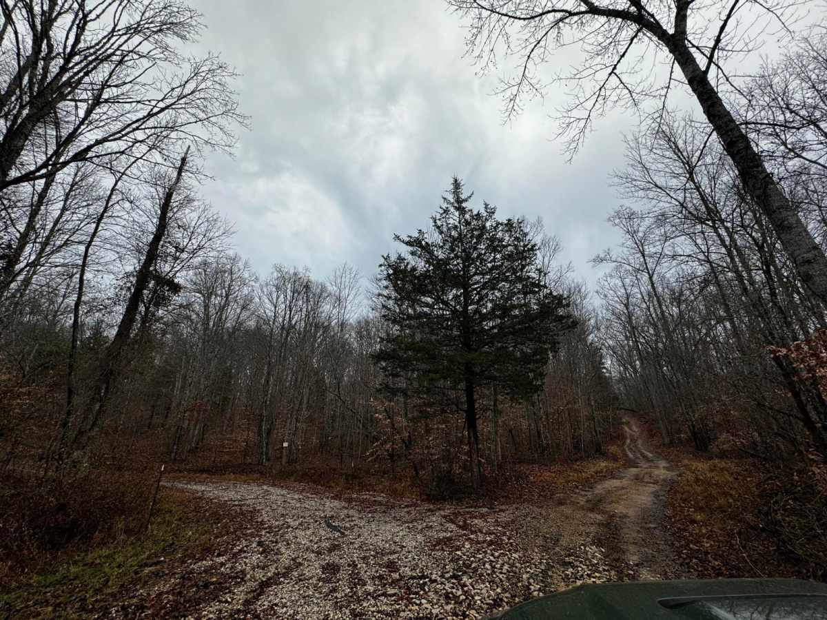 Wild Dog Creek Trail photo 5