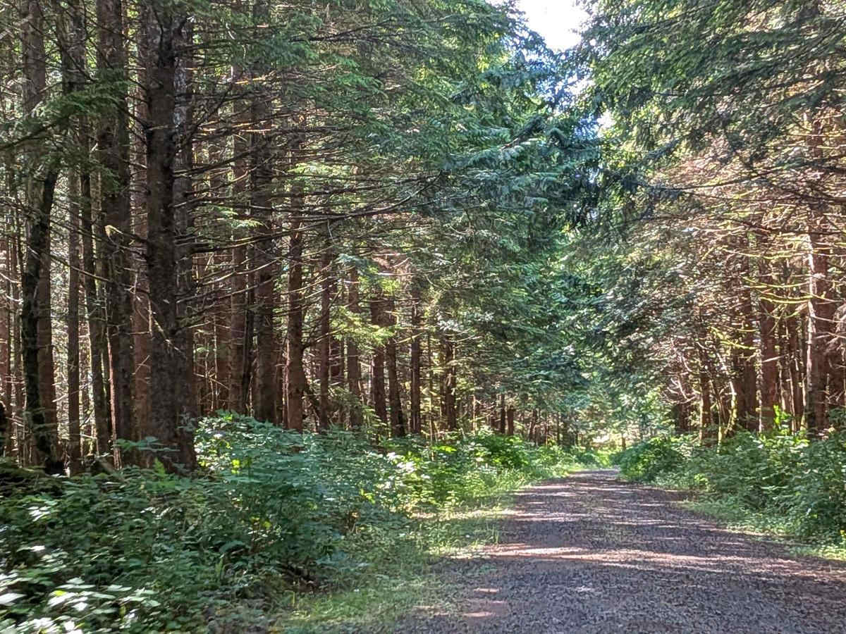 Macjack Main trail photo