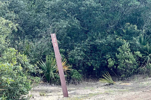 Ocala National Forest | Trail 38-2.3