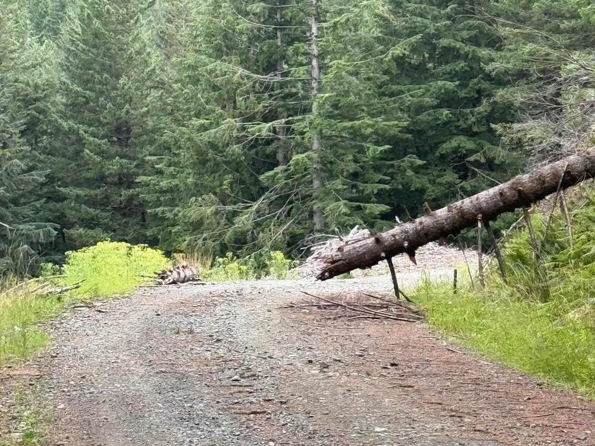 W-1490 trail photo