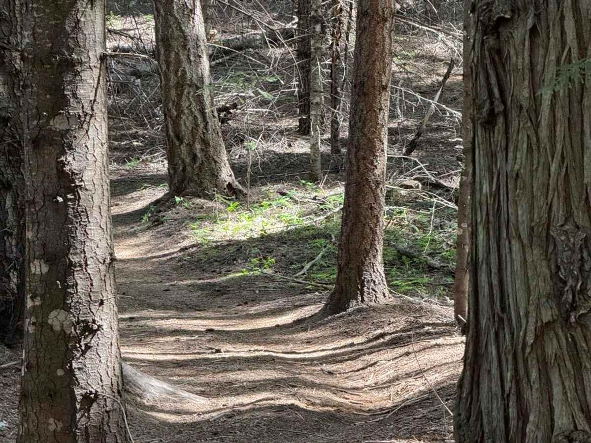 Partridge Creek OHV Trail 8290 photo 3