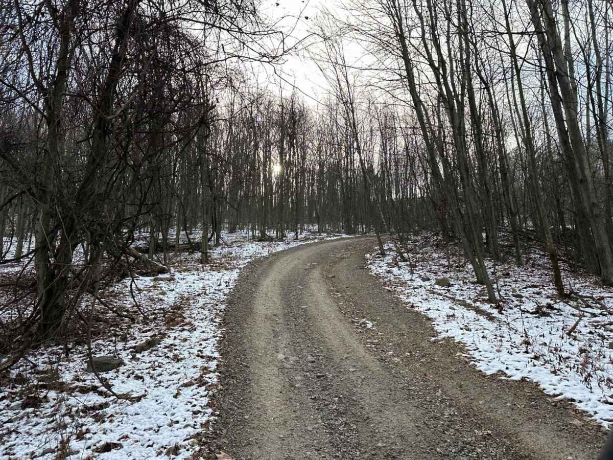 Locust Gap 30 photo 3