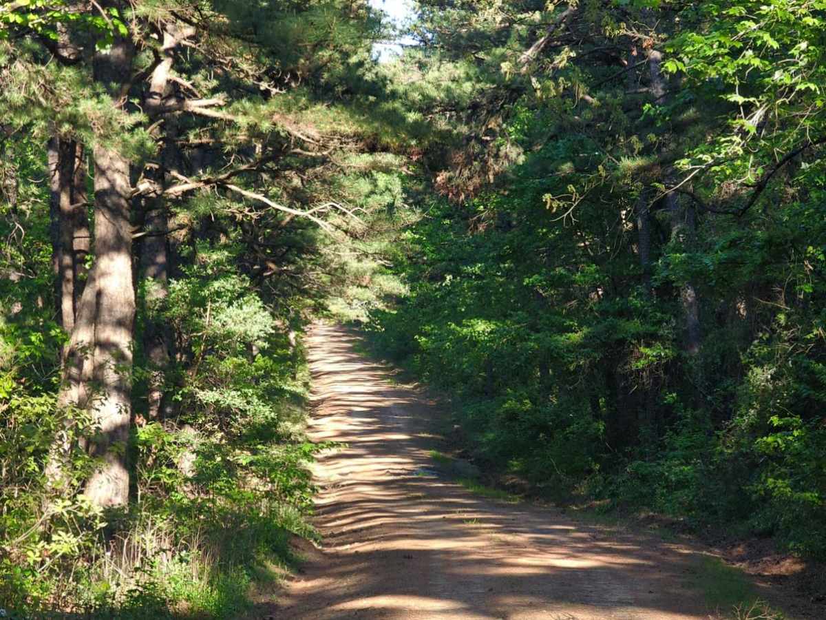 Page Smithville Route: OHV Trail 6007 photo 5