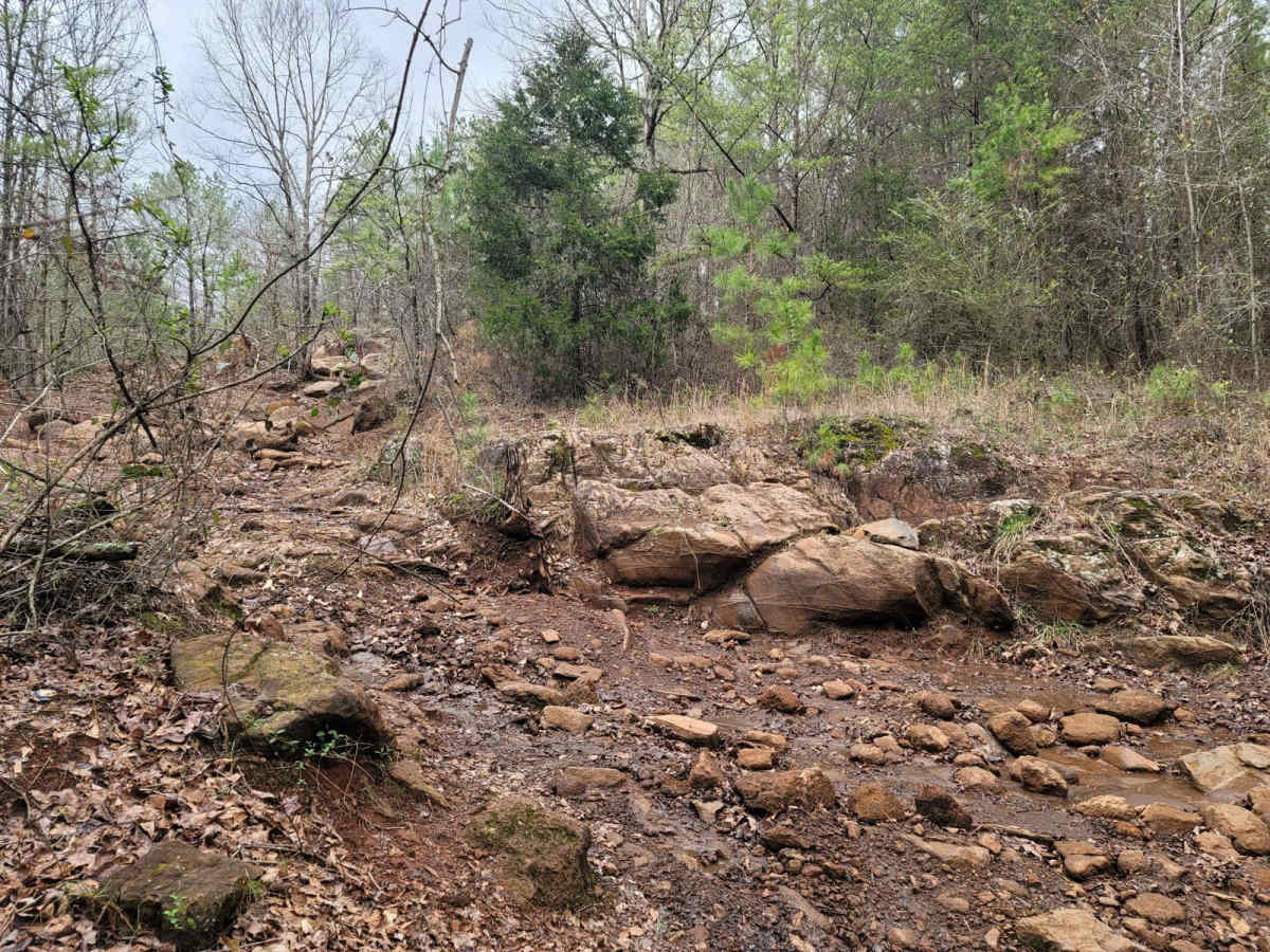 Copperhead photo 2