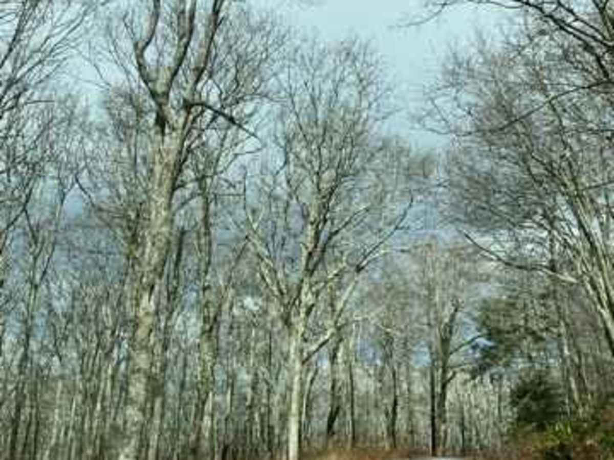 FSR 72 Long Run Road photo 2