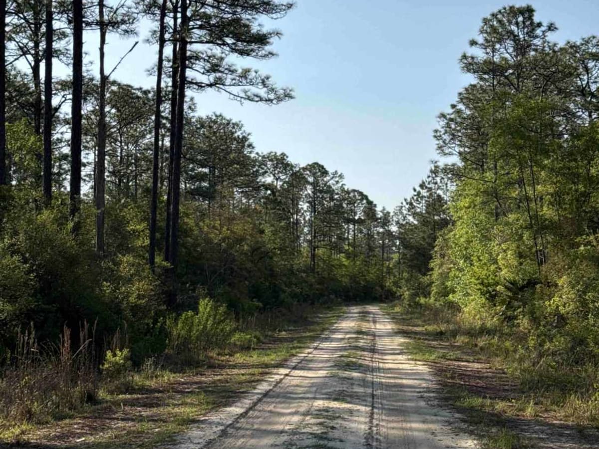 Ashmore - Apalachicola FR 321 photo 6