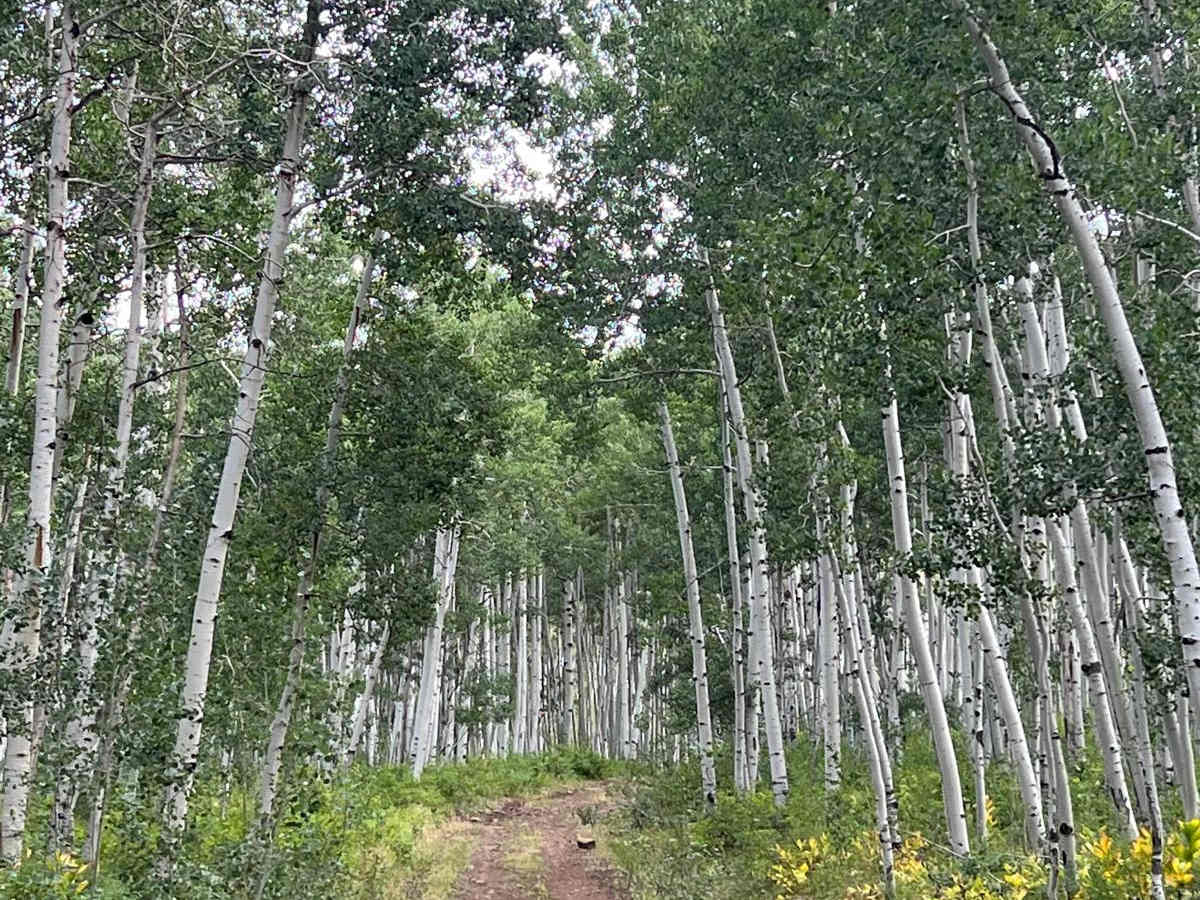 Red Arrow Aspen Passage photo 5