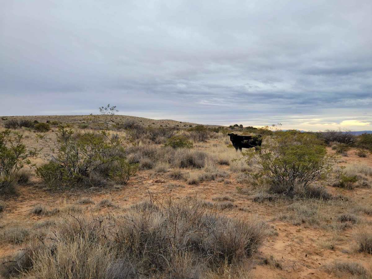 Bosequecito Desert Crossing photo 5