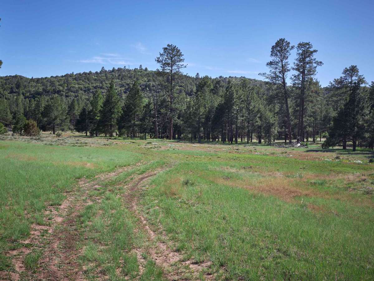 Bill Williams / Prescott Forest Traverse trail photo