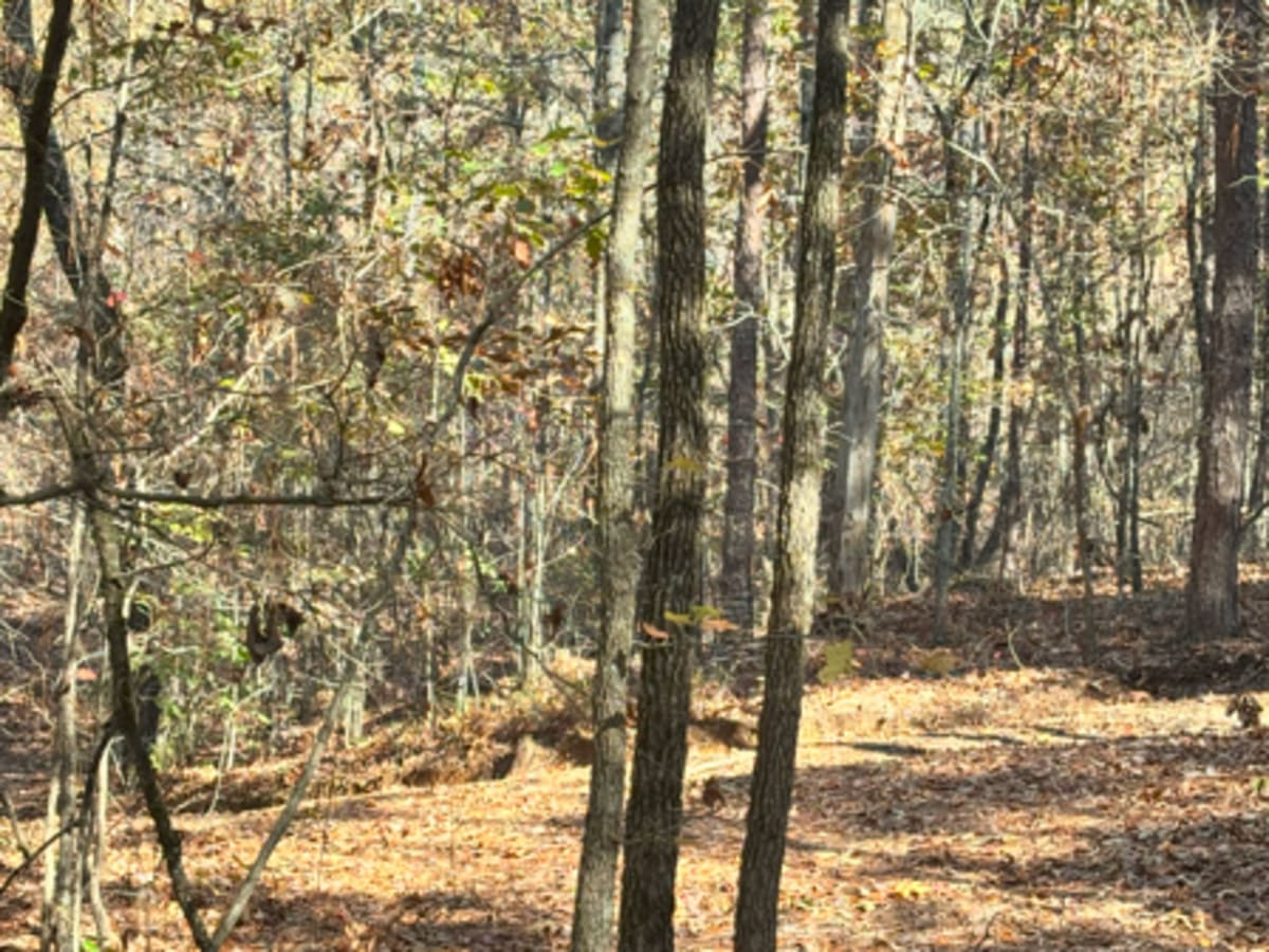 29 trail photo