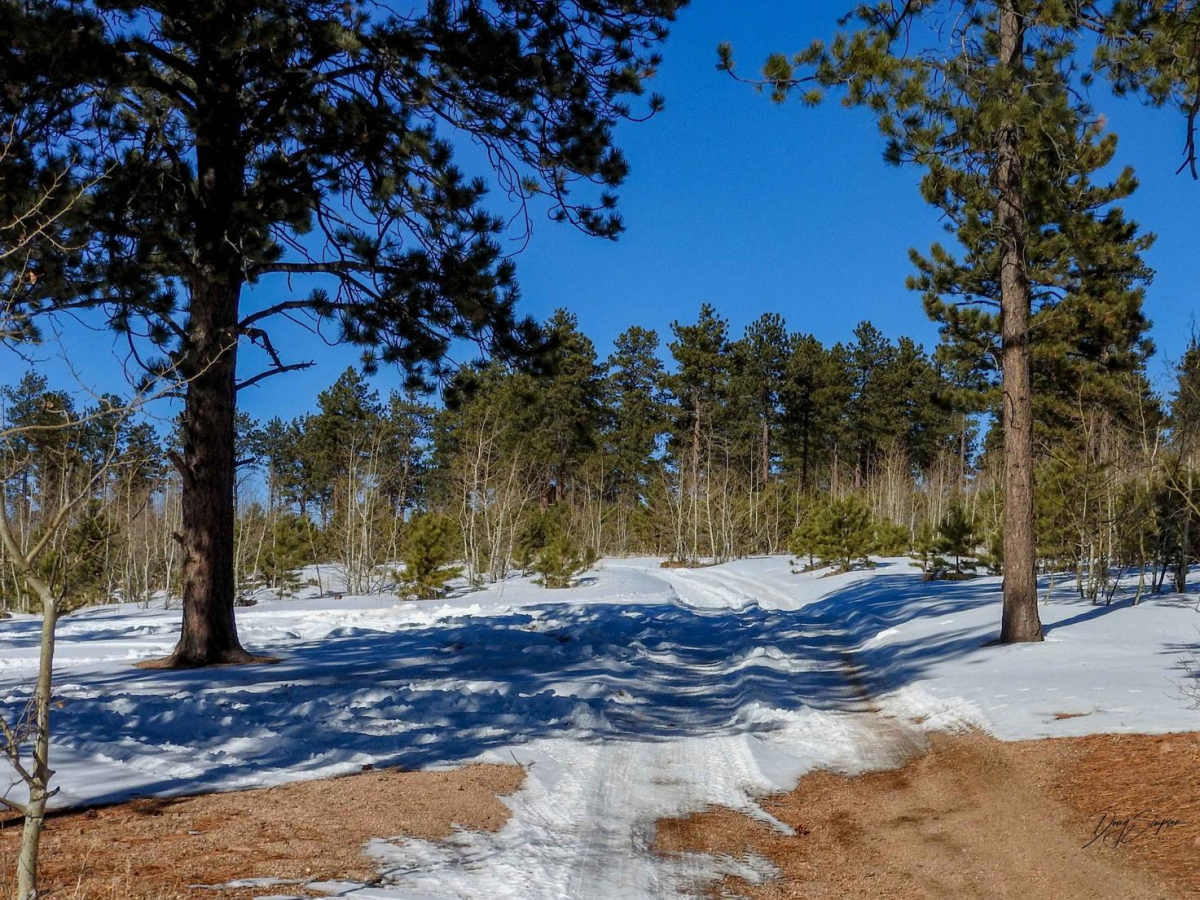 Forest Road 201 photo 4