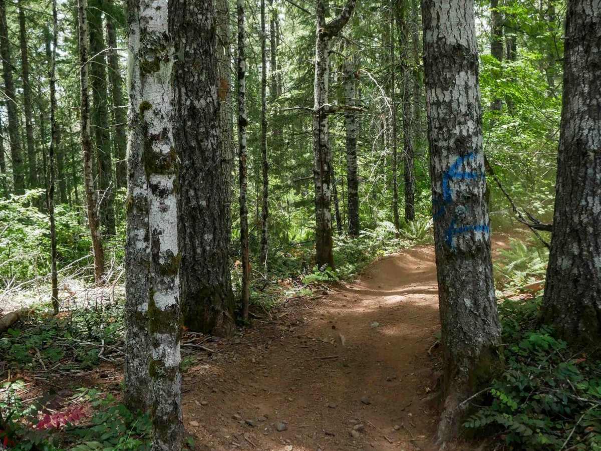 Firebreak One #2 trail photo