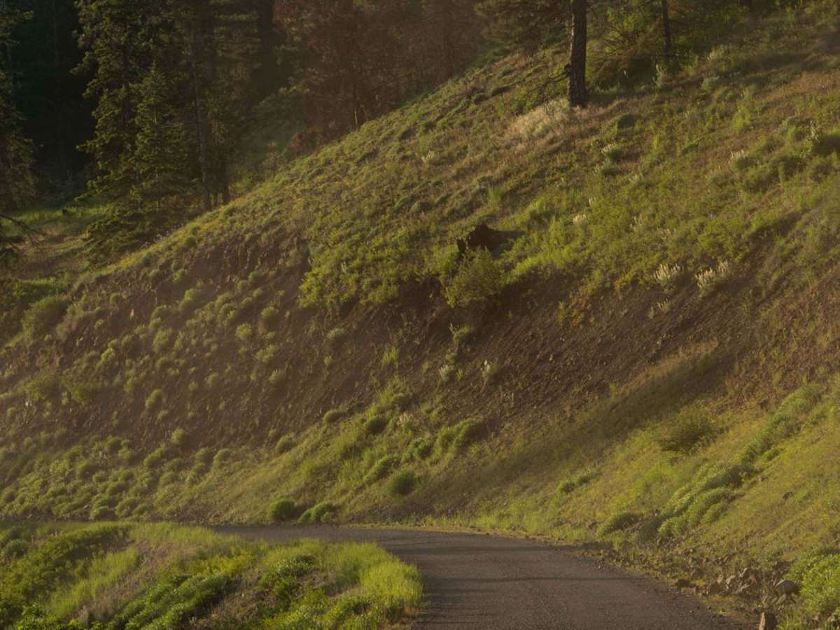 Phillips Creek trail photo