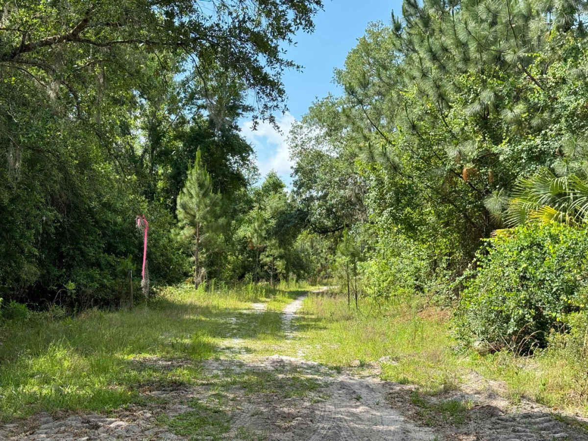 Jeep Trail - Grove Park South WMA photo 6