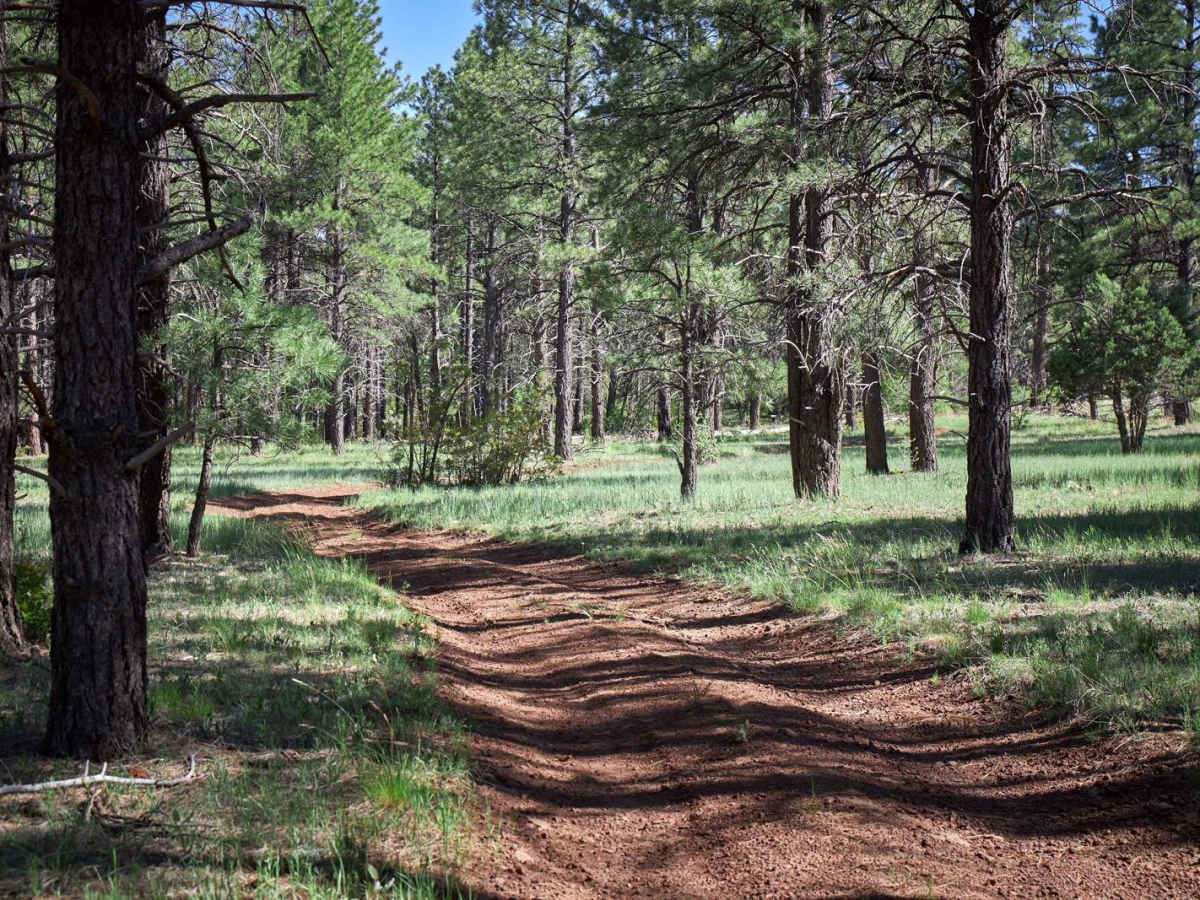 Bill Williams / Prescott Forest Traverse photo 2
