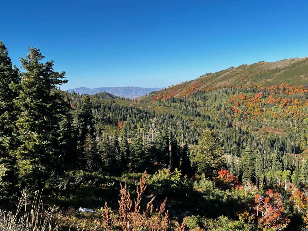 Holmes Creek Road (FR 260) photo 6