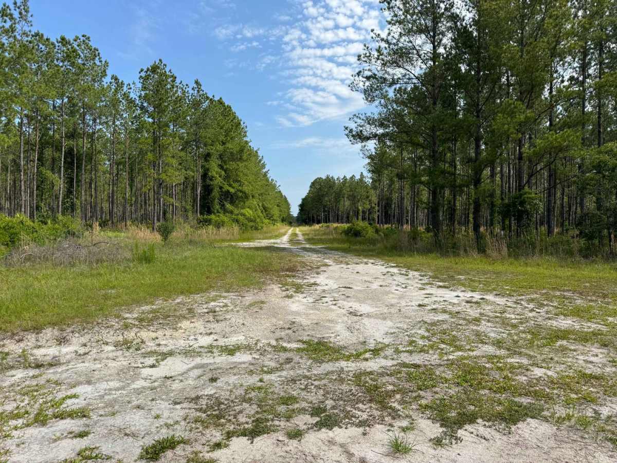 Grove Park WMA West Trail trail photo