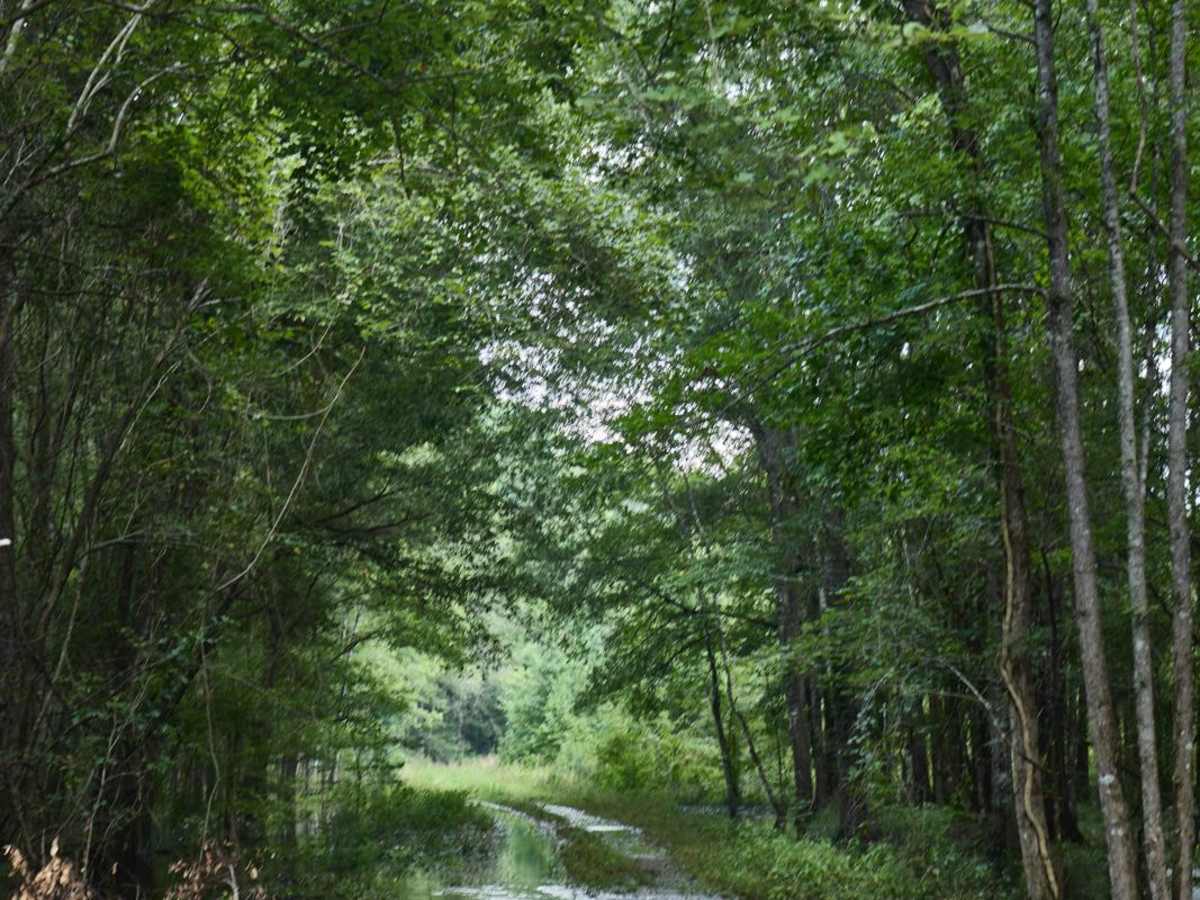 Killian Swamp Road photo 2