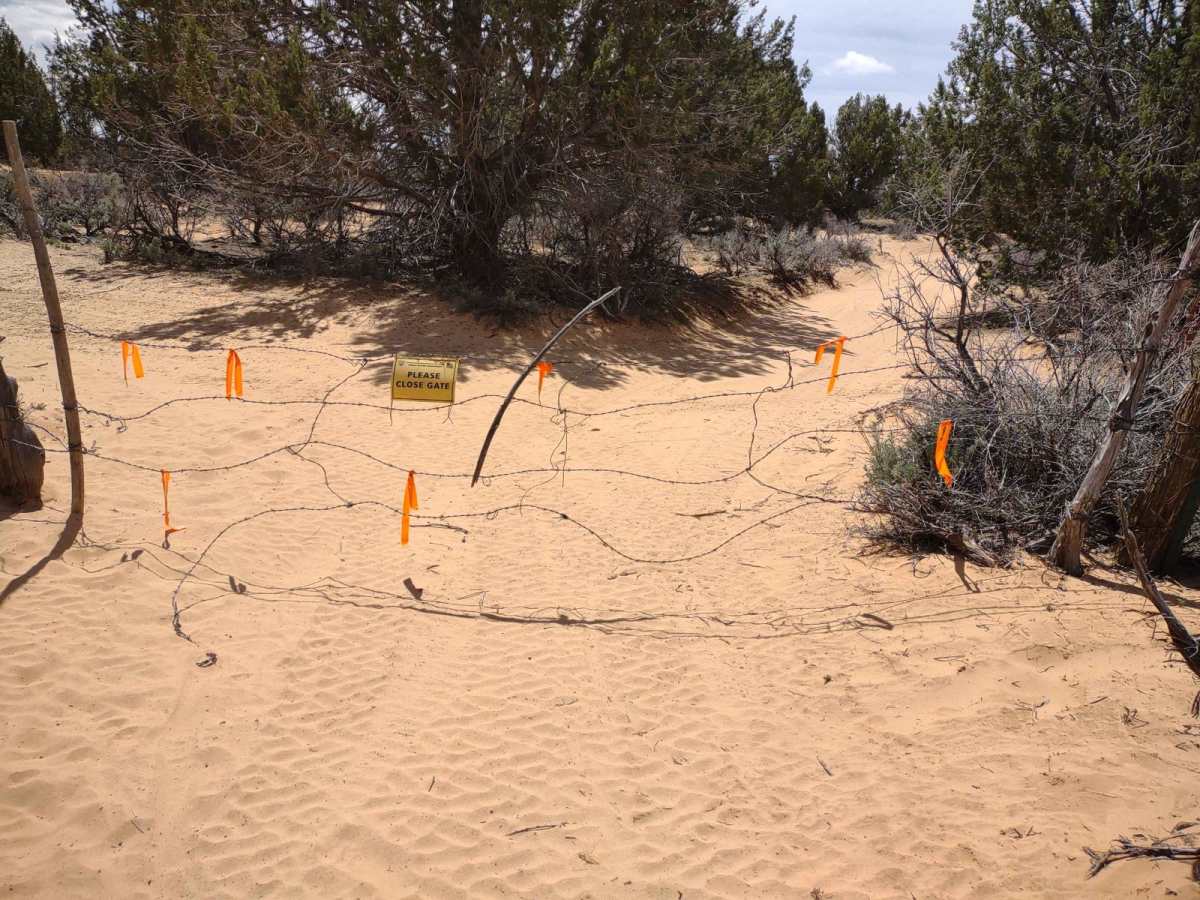 Sandy Grand Prix (BLM 104C) photo 6