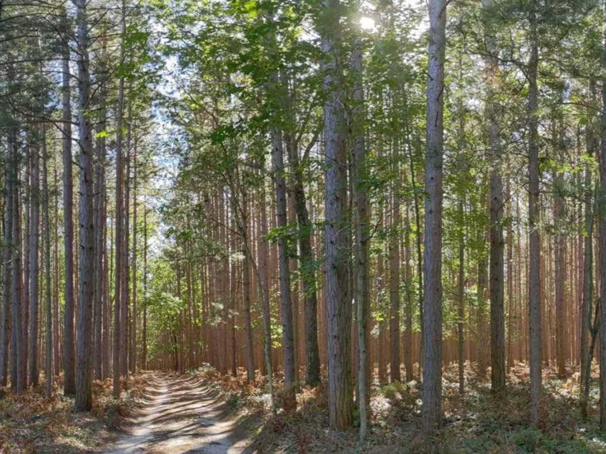 Trail 5356 photo 2