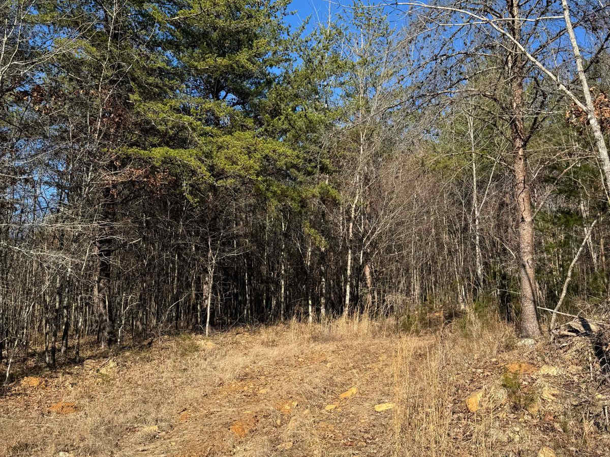 #59 BeltLine trail photo