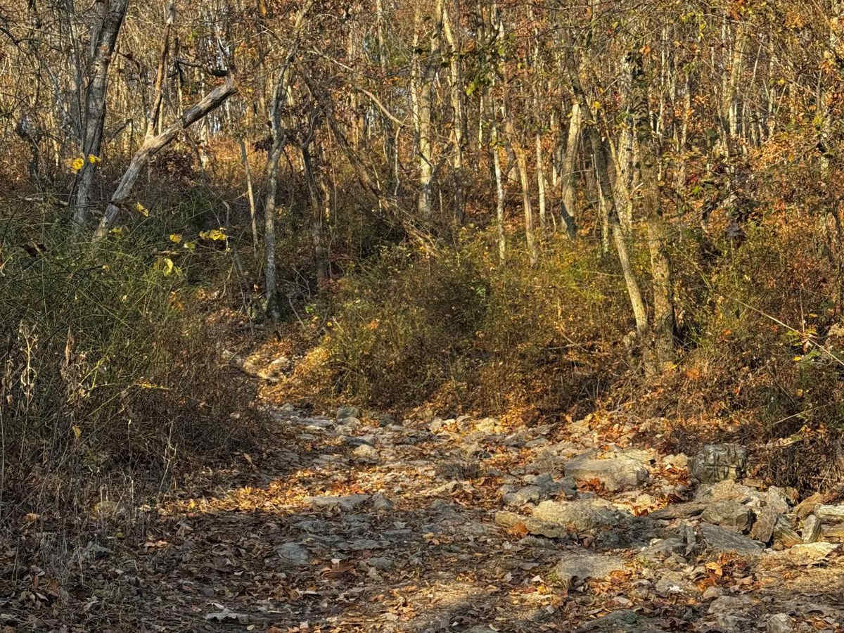 Kanes Candy Lane photo 4
