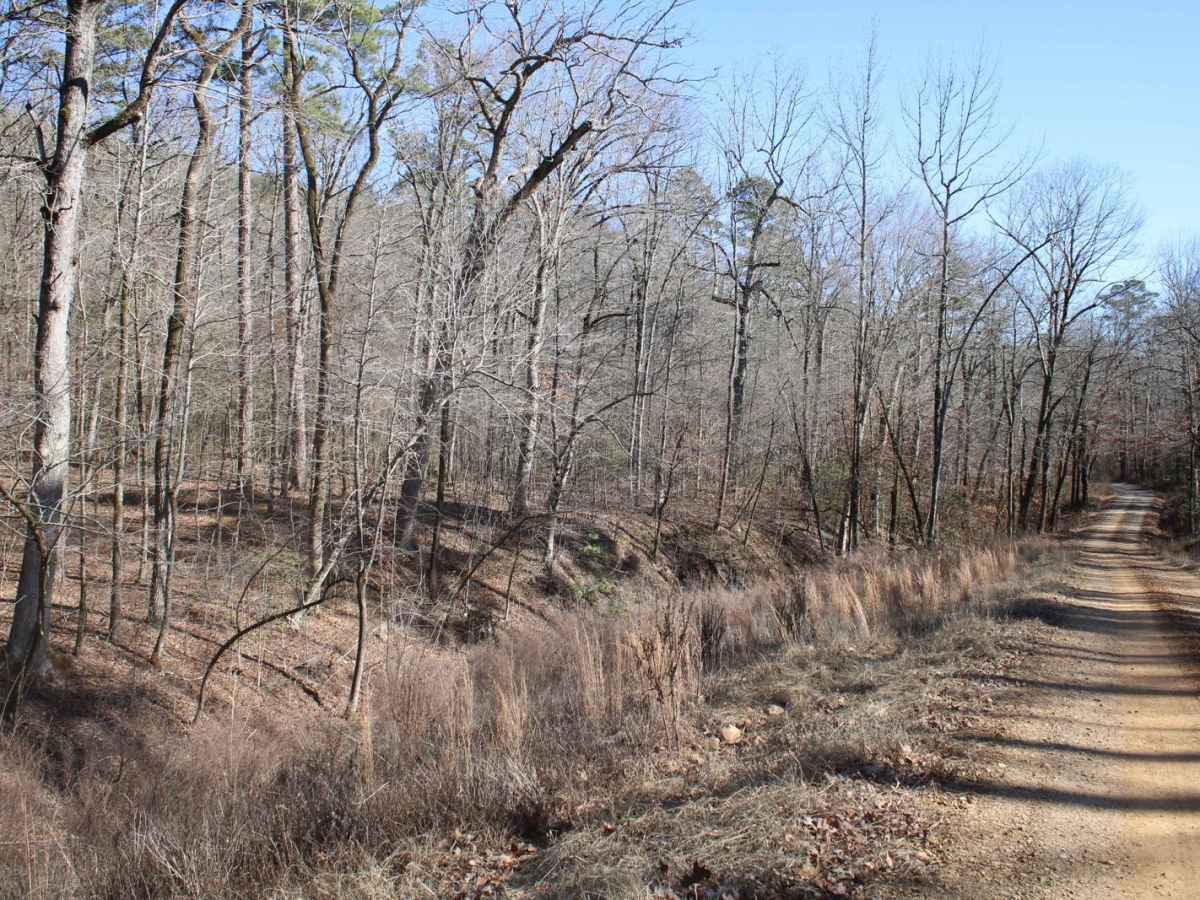 Collier Springs photo 3