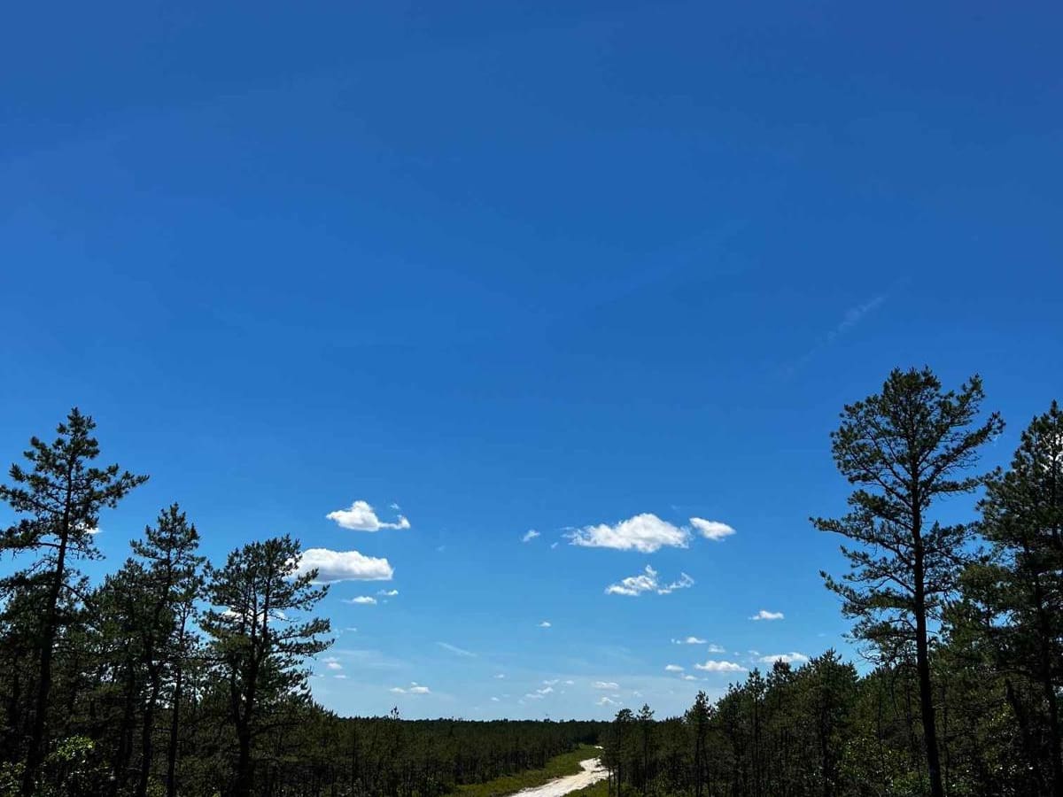 Forge Road to Wharton State Forest trail photo