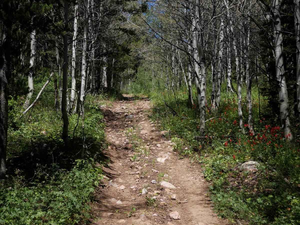 Steep Springs #3450  photo 6