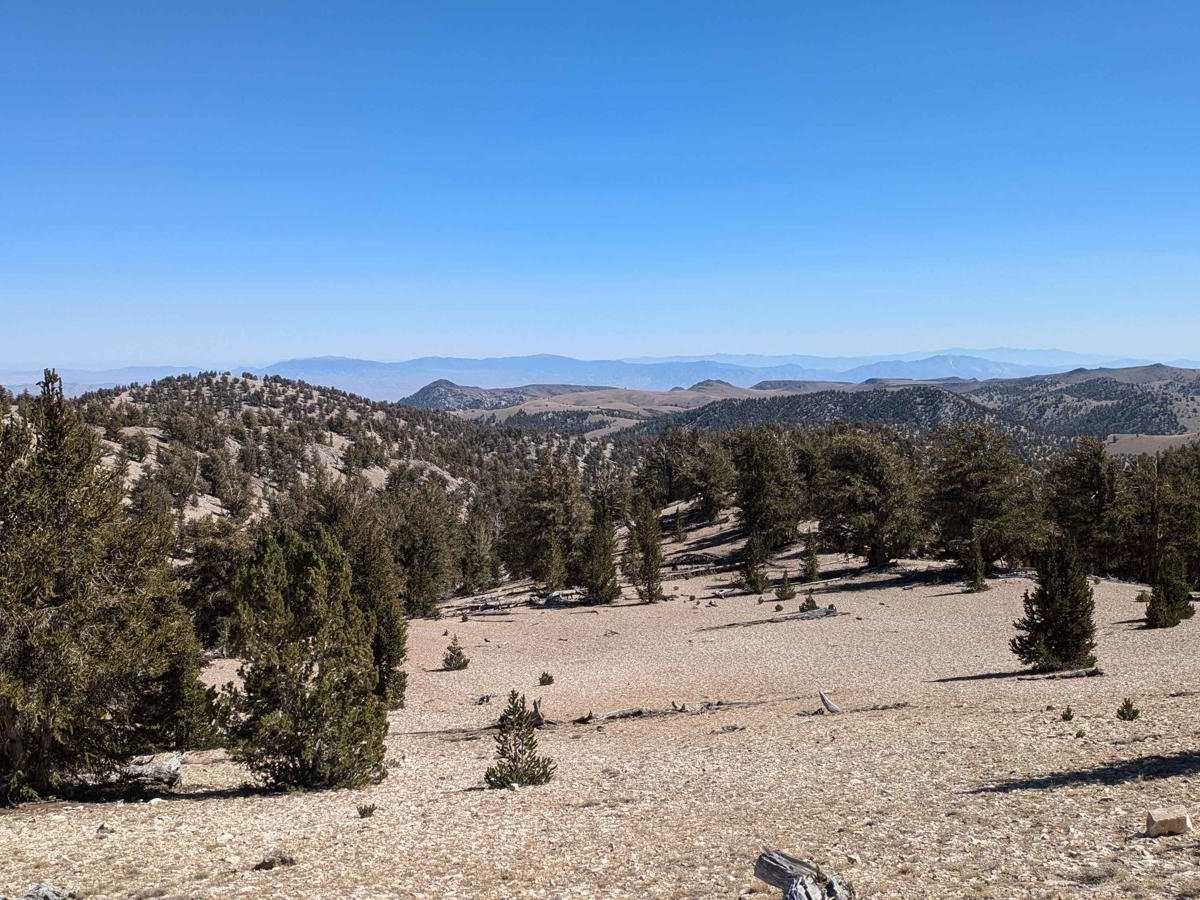 Patriarch Grove trail photo