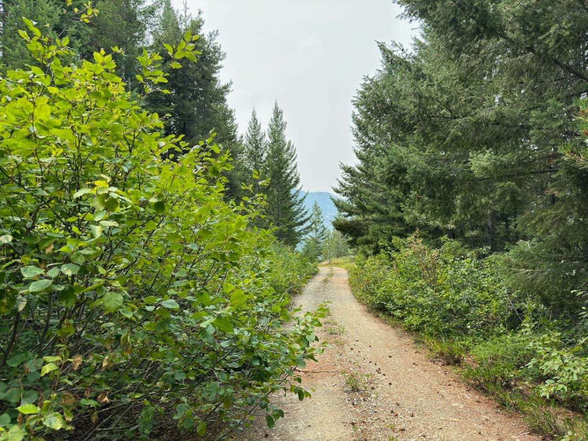 West Fork Camp Creek photo 6